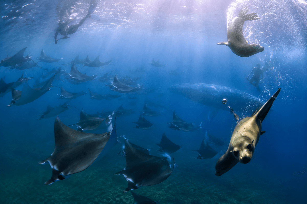 Ocean encounters: Baja, Maldives, Galápagos